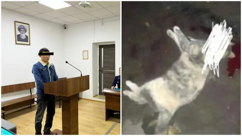 Қонаевта баланың көзінше мысықты өлтірген ер адамға үкім шықты