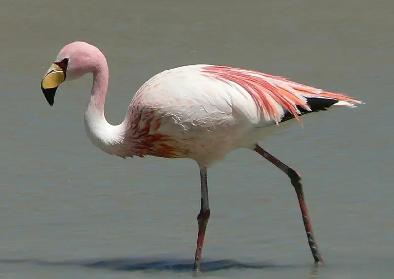 Қоқиқаздар қырылып қалған