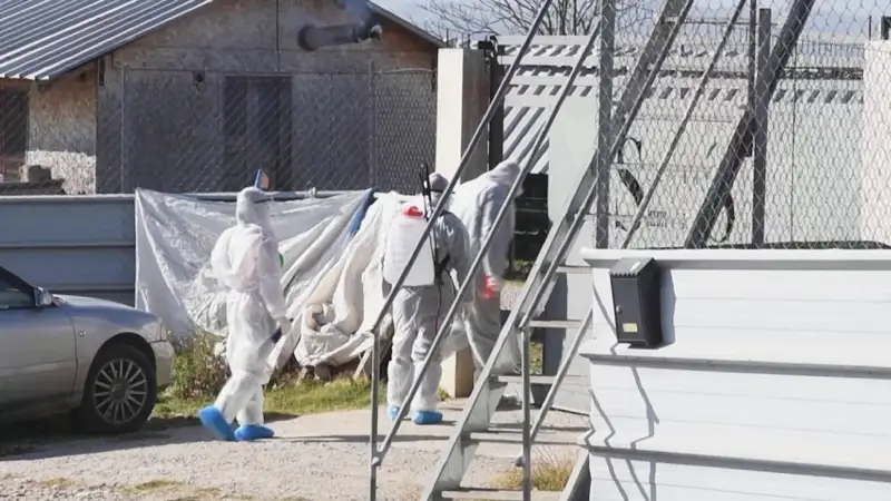 Қара күзендерден коронавирус анықталды