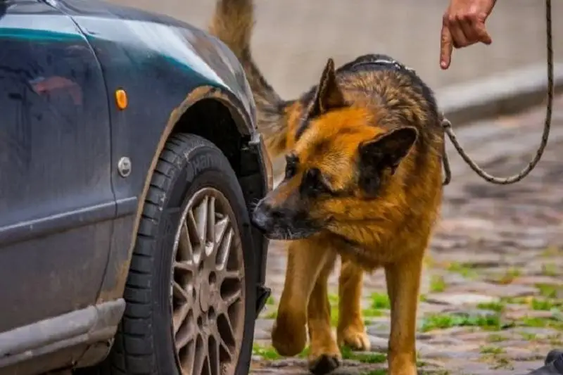 Жамбылда қызметтік ит жүргізушіден есірткі тапты