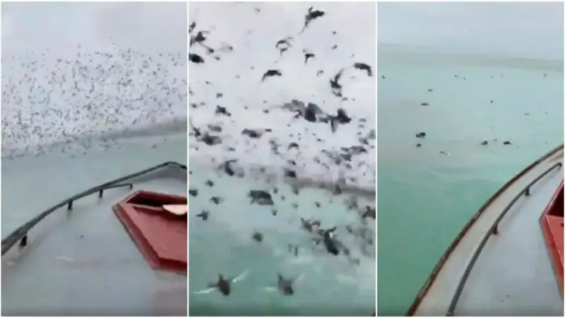 Жабайы үйректерді қайықпен соққан