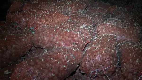 300 тонна картоп рәсуа болды