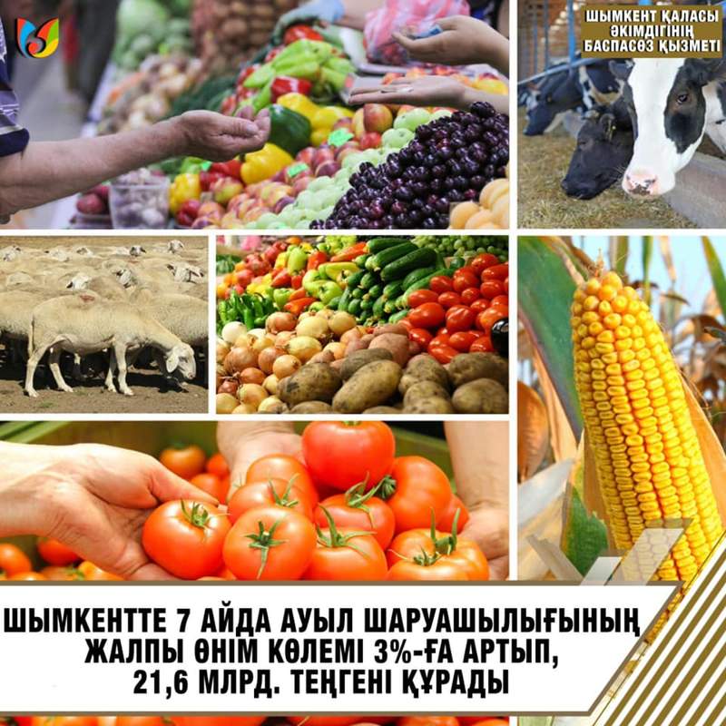 Шымкентте жыл басынан бері ауыл шаруашылығының жалпы өнім көлемі 3 пайызға өсті