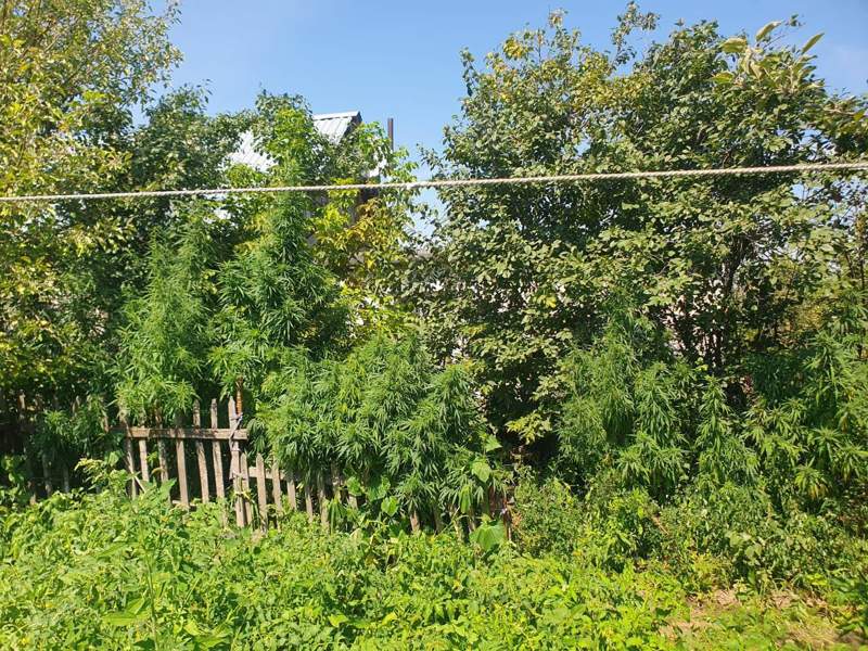 Орал тұрғыны ағаштың ұзындығымен бірдей қарасора өсірген