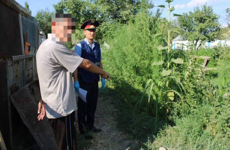 Қызылордалық азаматтан 41 түп сор өсімдігі тәркіленді 