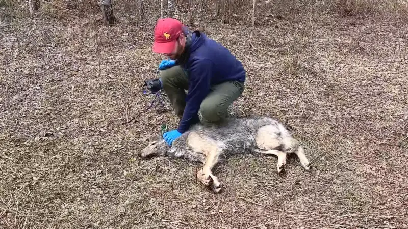 «Балықшы қасқыр»