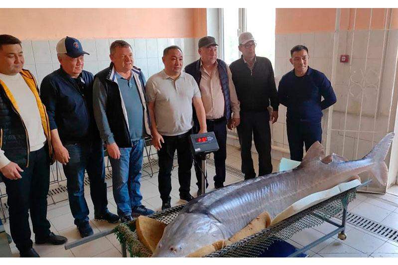 Балықшылар 200 келі қортпа аулап алды
