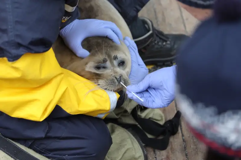 «NCOC N.V.» компаниясының көмегімен Қазақстан мен Ресей ғалымдары каспий итбалығы популяциясын кешенді түрде зерттеп жатыр