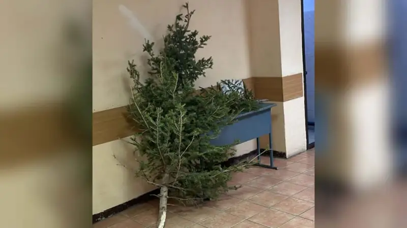 Қарағандыда мәңгілік алау маңынан шыршаларды кескен күдікті ұсталды 