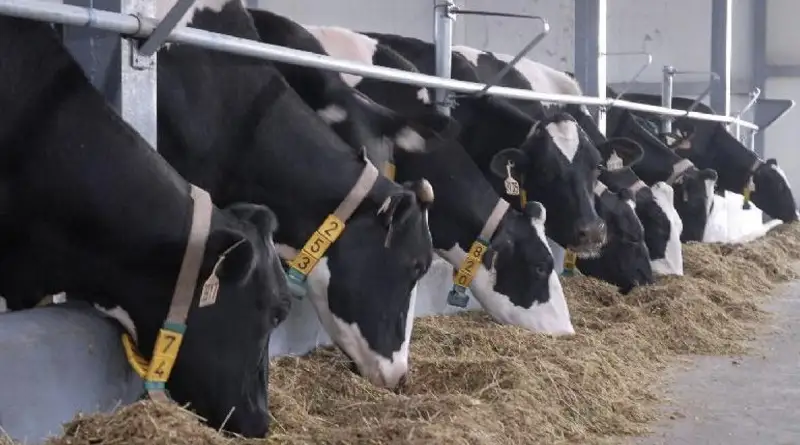 ҚР Үкіметі асыл тұқымды мал шаруашылығын дамытуға қосымша 30 млрд теңге бөлді