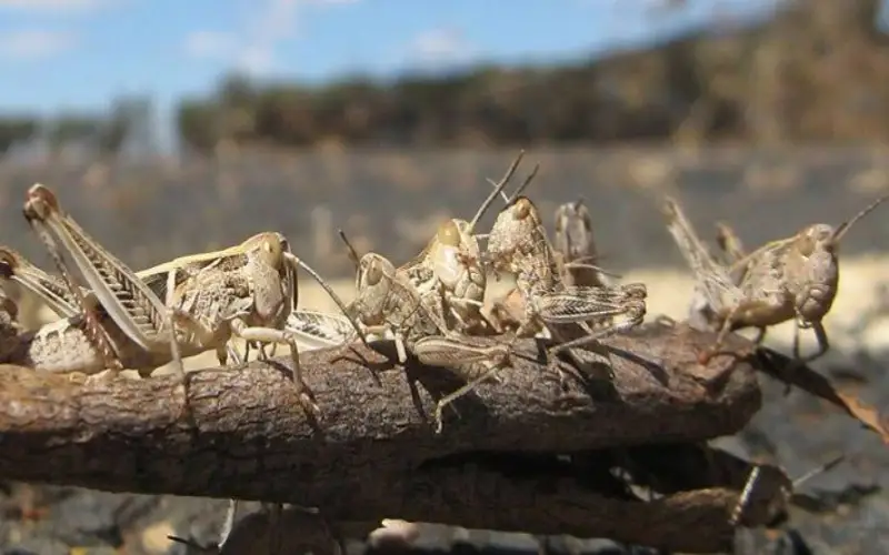 2020 жылы шегірткемен күреске республикалық бюджеттен 1 млрд бөлінді