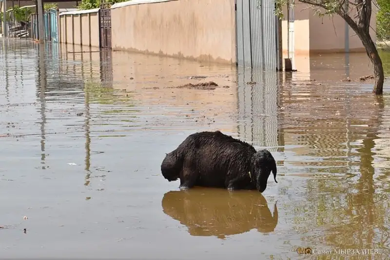 Мақтааралда 1 млн текше метрден астам су сорылды 