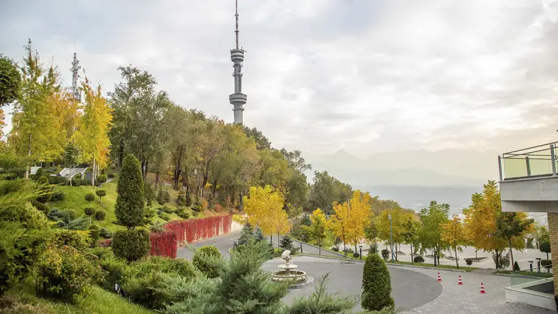 Алматыда 13 мыңнан астам ағаш кесілген
