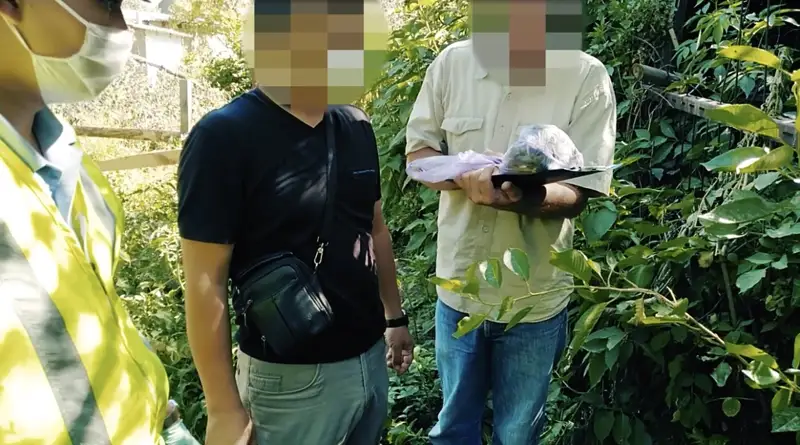 Саяжайда тыйым салынған өсімдік өсірген   