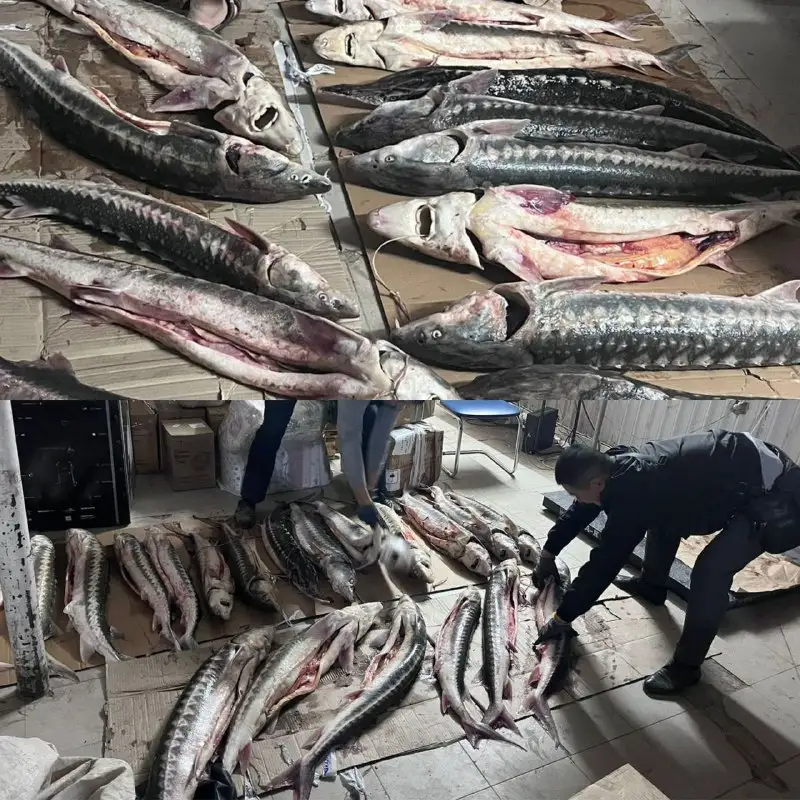 Маңғыстау полицейлері 200 келіге жуық бекіре балығын тәркіледі