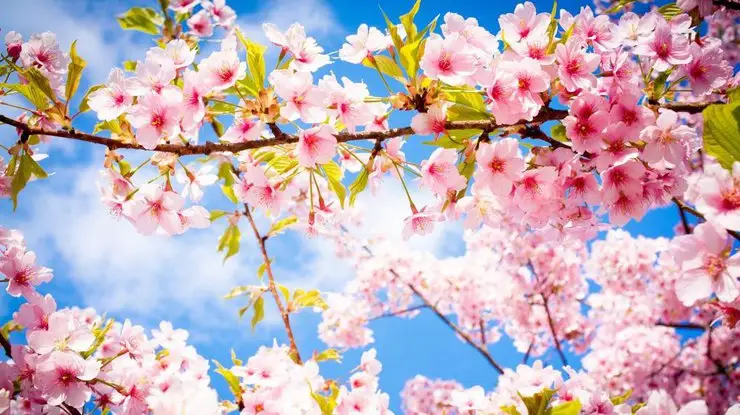 Алдағы үш тәулікте күн жылына бастайды