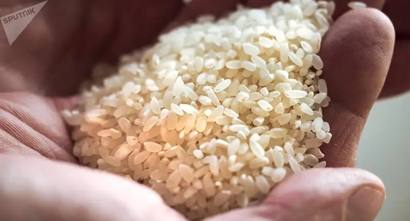 Қазақстанда күріш өндірісі екі есе өсті 