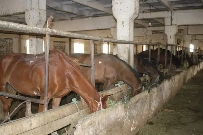 «Жомарт» шаруа қожалығы 130 тонна ет өндіріп отыр