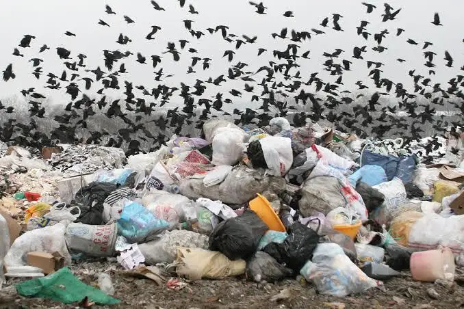 Жанат Самат: Қоқысты әбден жоймайынша күресті тоқтатпауға тиіспіз