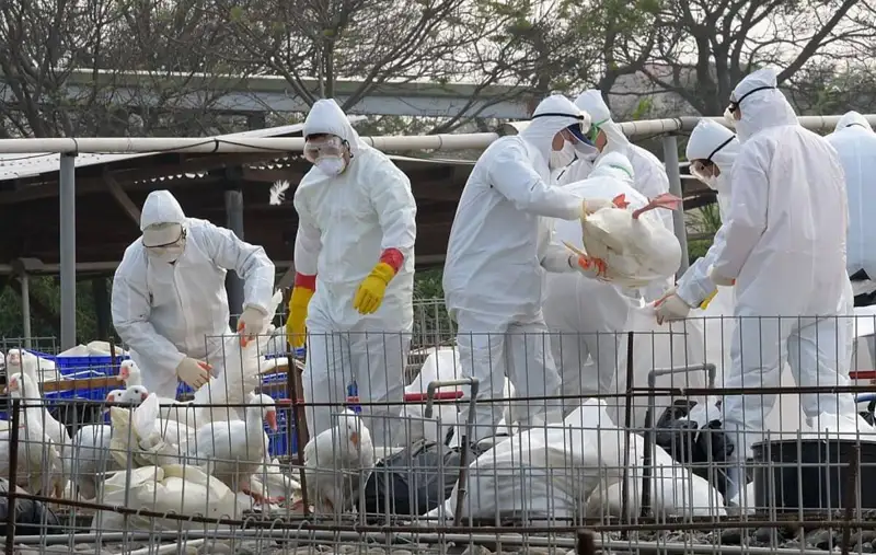 Қазақстанға құс тұмауы қайдан келді?