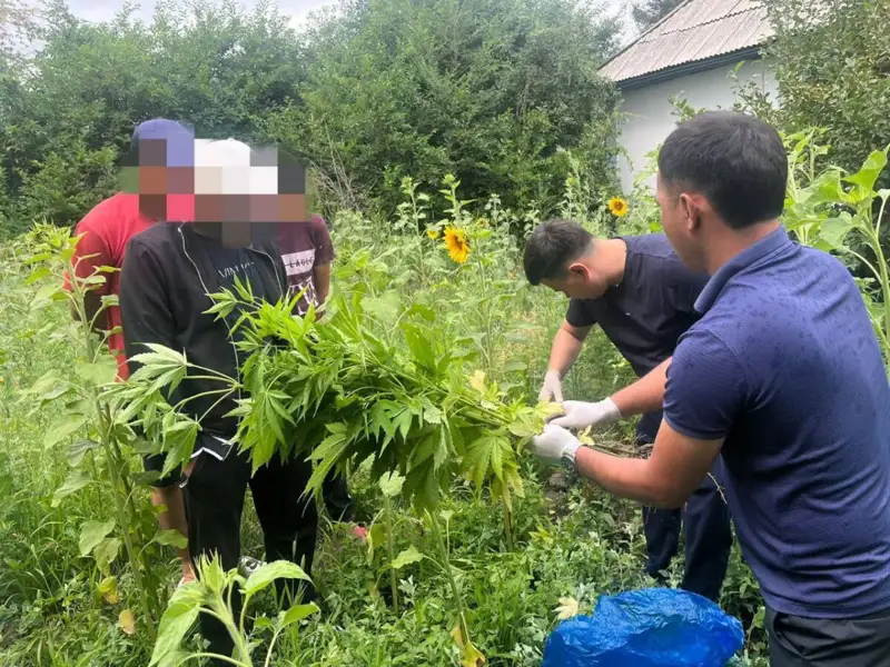 Жетісу облысының тұрғыны үйінде марихуана өсірген  