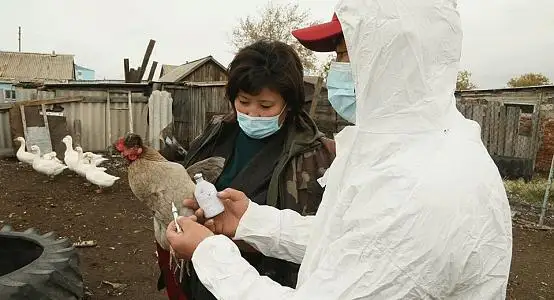 Қостанай облысында құс өнімдерін экспорттауға уақытша тыйым салынды