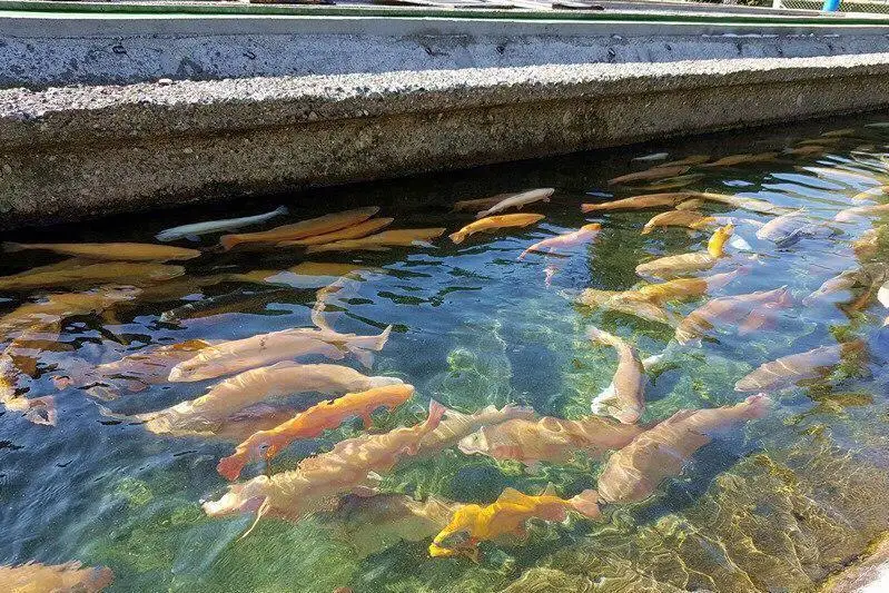 Қазақстанда балықтың жаңа түрлері өсіріліп жатыр