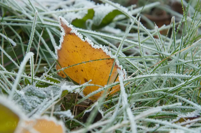 Қазақстанның төрт облысында үсік жүреді  