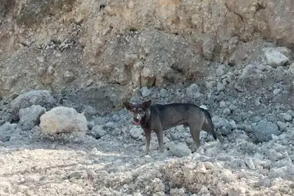 Ит тастанды сәбидің өмірін құтқарып қалды