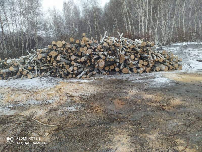 Ақмола облысында заңсыз ағаш кескен ауыл тұрғынына қатысты істі тергеліп жатыр