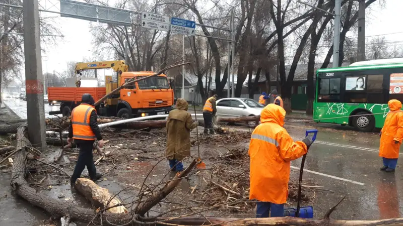 «Көліктерді ағаштардың астында қалдырмауды сұраймыз»