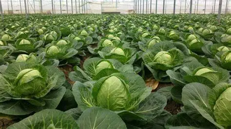 Үкімет қырыққабат мәселесін шешетін болды