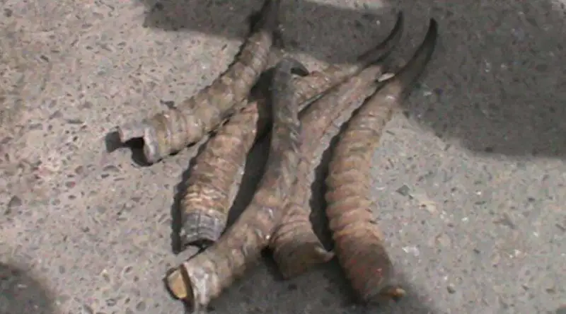 Алматы облысының тұрғыны киік мүйізімен ұсталды  