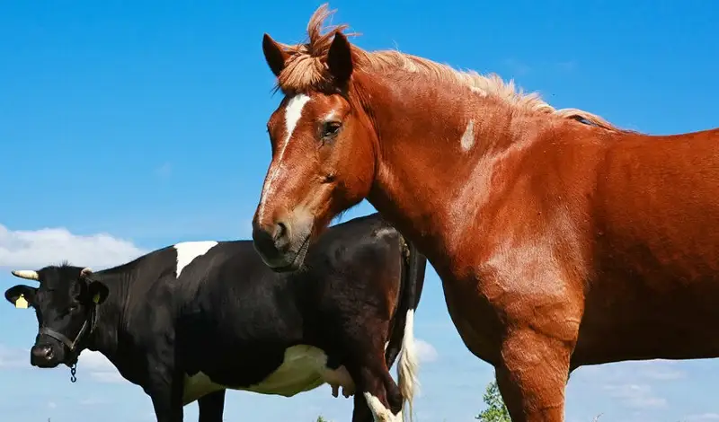 Мал ұрлығы тыйылмай тұр: бір облыста 112 адам жазаға тартылды 