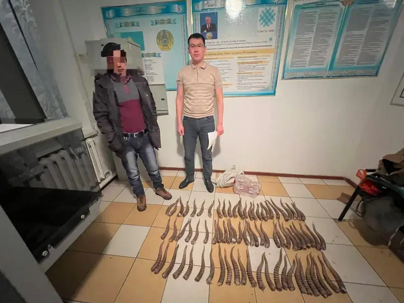 Ақтөбе облысында ауыл тұрғынынан ақбөкен мүйізі тәркіленді