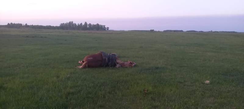 Солтүстік Қазақстан облысында даладан ер адамның мәйіті табылды