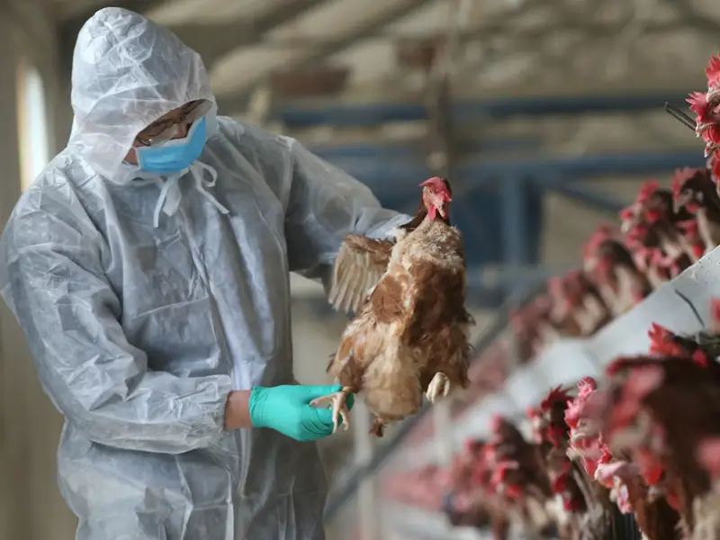 H5N8 құс тұмауының алдын алу шаралары аталды