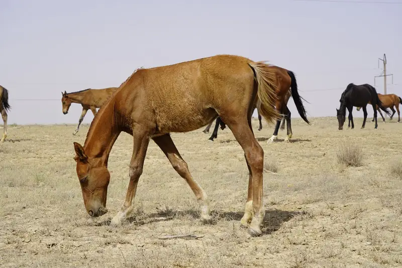 Қуаңшылық зардабы: Құлынның құны – 30 мың теңге