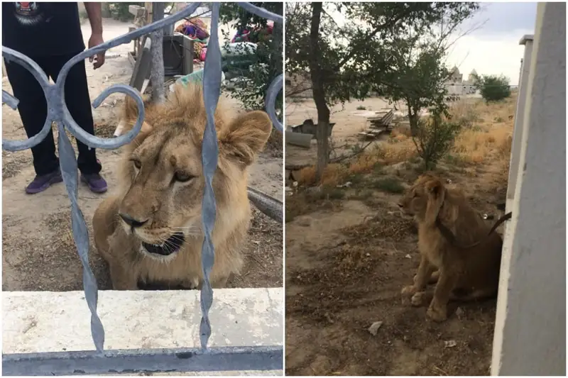 Маңғыстау облысында табылған арыстанға қатысты дерек шықты