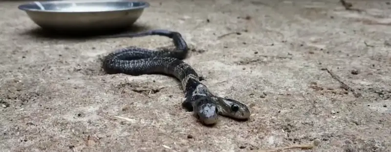 Үндістанда екібасты жылан табылды