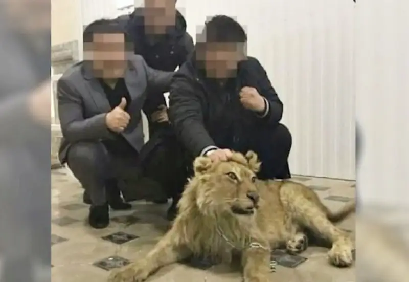 Шымкенттегі қонақүйде арыстанның күшігін шынжырмен байлап ұстаған