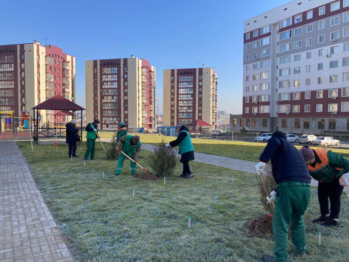 Қаратау ауданы аумағында ағаш көшеттері отырғызылды