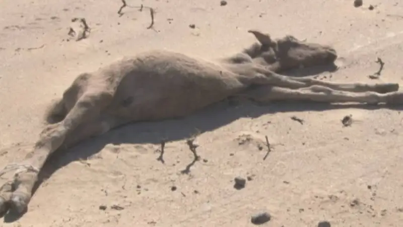 Маңғыстауда бір бума шөп 17 мың теңгеден сатылып жатыр