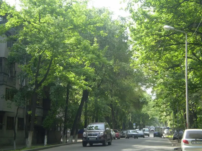 Алматыда аулалардағы ескі ағаштар кесіледі