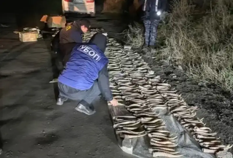 Павлодар облысының тұрғынынан құны 2 млрд теңге болатын киік мүйіздері табылды