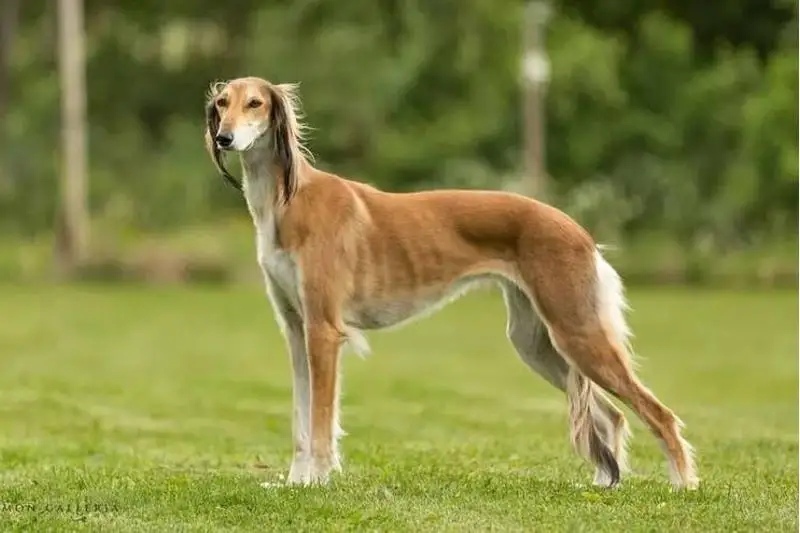 Елордада төбет пен тазы орталығы ашылды