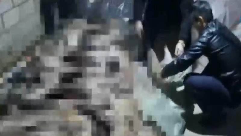 Қызылорда облысында киік атқандар ұсталды