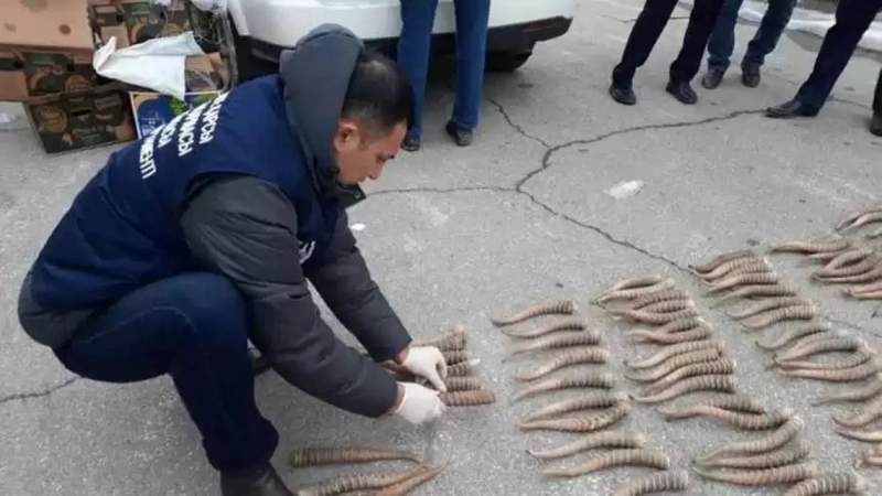 Атырау тұрғынынан киік мүйіздері мен аңшы мылтығы тәркіленді