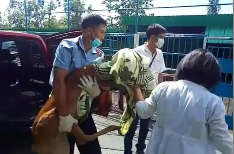 Көше кезген елік