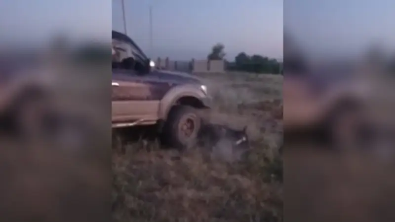Алматы облысында жылқыны қасақана басқан кінәлі жазаға тартылмайды